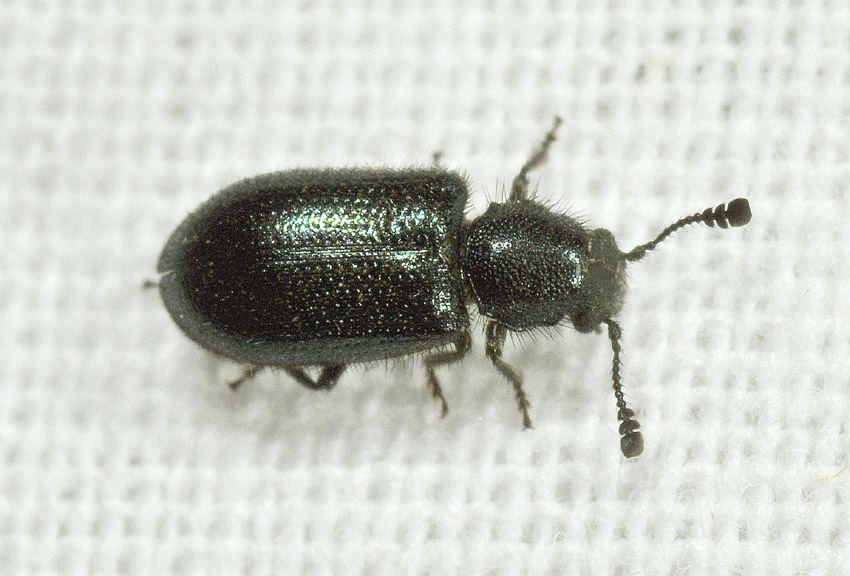 Cleridae:  Necrobia violacea